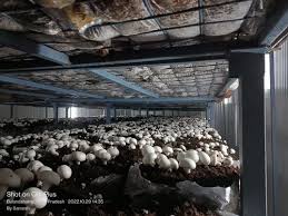 nandikoti_Mashroom Growing Chamber